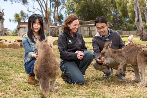 Bonorong Wildlife Park And Richmond Afternoon Tour From Hobart - Accommodation Main Beach 1