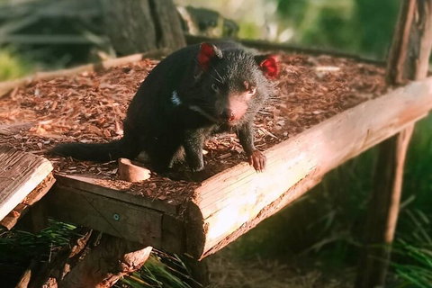 Bonorong Wildlife Park And Richmond Afternoon Tour From Hobart - Accommodation Main Beach 4