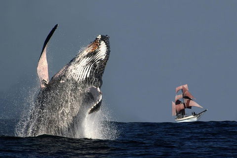 Sydney Harbour Tall Ship Whale & Sail - Whale Watching Cruise - Accommodation Main Beach 0