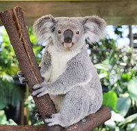 Cairns ZOOM and Wildlife Dome - Accommodation Main Beach