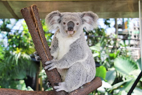 Cairns ZOOM And Wildlife Dome - Accommodation Main Beach 0