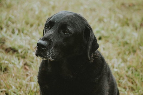 Daylesford Wine Tours: Wine, Cider, Gin, Vodka, Port, Food & Sights Tours! - Accommodation Main Beach 4