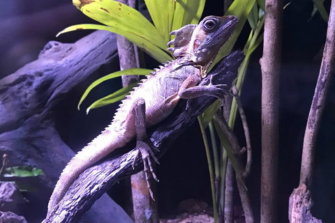 Cairns Aquarium Admission Ticket - Accommodation Main Beach 0