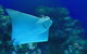 Cairns Aquarium Admission Ticket - thumb 2