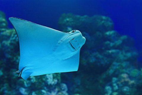 Cairns Aquarium Admission Ticket - Accommodation Main Beach 2