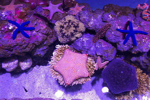 Cairns Aquarium Admission Ticket - Accommodation Main Beach 5