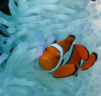 Seastar Luxury Outer Great Barrier Reef Island and Reef Tour from Cairns