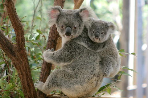 Lone Pine Koala Sanctuary Admission With Brisbane River Cruise - Accommodation Main Beach 3
