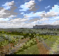 Hunter Valley Wine Tour from Sydney incl Lunch Cheese Chocolate and Distillery - Accommodation Main Beach