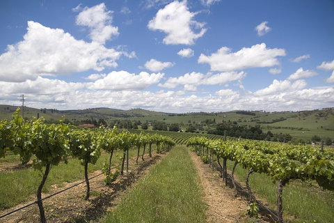 Hunter Valley Wine Tour From Sydney Incl Lunch, Cheese, Chocolate And Distillery - Accommodation Main Beach 0