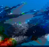 Scuba Dive the S.S. Yongala Wreck on the Great Barrier Reef. - Accommodation Main Beach